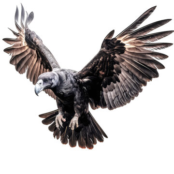 Black Vulture flying - scavenging birds on transparent background