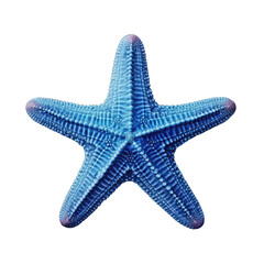 Obraz premium blue starfish - echinoderm on transparent background