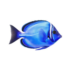 Naklejka premium blue tang fish - tropical fish on transparent background