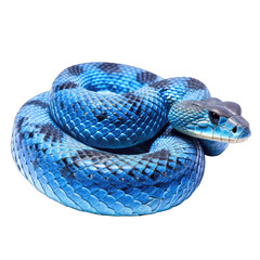 Blue viper snake - dangerous poisonous snakes on transparent background