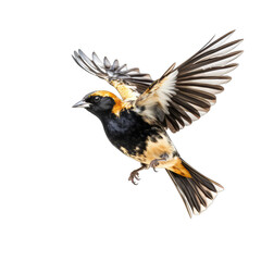 Obraz premium Bobolink flying - bird on transparent background