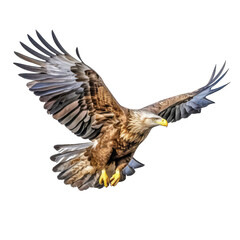 Obraz premium eagle bird flying - Bird of prey, symbolizing freedom and America on transparent background