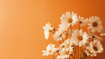 orange and white chrysanthemum flowers on orange background. copy space