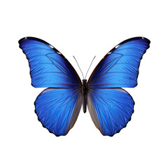 Morpho Butterfly - type of insect on transparent background