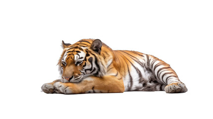 Obraz premium The tiger is resting sideview - Dangerous predators on transparent background