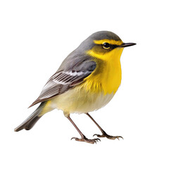 Obraz premium Warbler standing - bird on transparent background