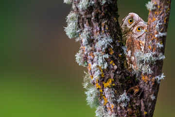 One of the most mysterious and cutest owls in nature. Eurasian Scops Owl. (Otus scops). Nature background.