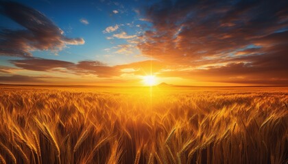 Serene sunrise over vibrant wheat fields with fluffy white clouds against clear blue sky.