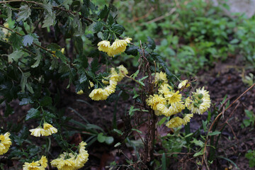 flowers growing in garden of the village house. Chrysanthemum plant with red, yellow, white, pink flowers from Asteraceae family. Flower stretching their branches to ground, soaked in rain in October