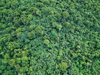 aerial view of treetops in dense jungle (tropical island canopy in fajardo, puerto rico) caribbean landscape (drone shot from above looking down) rainforest growth, lush green forest