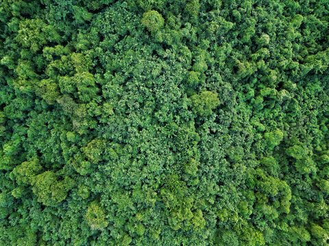 aerial view of treetops in dense jungle (tropical island canopy in fajardo, puerto rico) caribbean landscape (drone shot from above looking down) rainforest growth, lush green forest