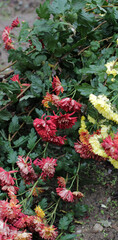 flowers growing in garden of the village house. Chrysanthemum plant with red, yellow, white, pink flowers from Asteraceae family. Flower stretching their branches to ground, soaked in rain in October