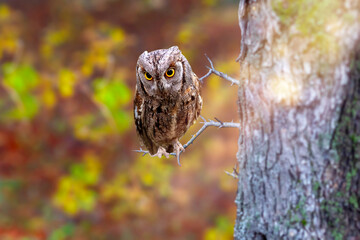 One of the most mysterious and cutest owls in nature. Eurasian Scops Owl. (Otus scops). Nature background.