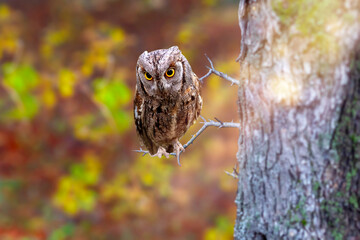 One of the most mysterious and cutest owls in nature. Eurasian Scops Owl. (Otus scops). Nature...