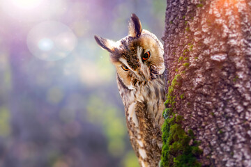 A cute owl that checks its surroundings with curiosity. Colorful nature background. Long eared Owl. Asio otus.