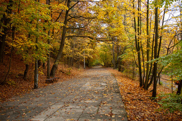 Miejski chodnik przy lesie w jesiennych barwach. - obrazy, fototapety, plakaty