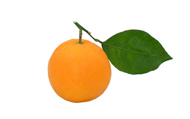 A Washington orange, a navel orange variety 