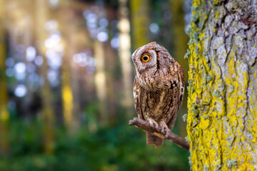 One of the most mysterious and cutest owls in nature. Eurasian Scops Owl. (Otus scops). Nature background.