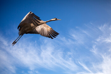Flying crane. Blue sky background. 