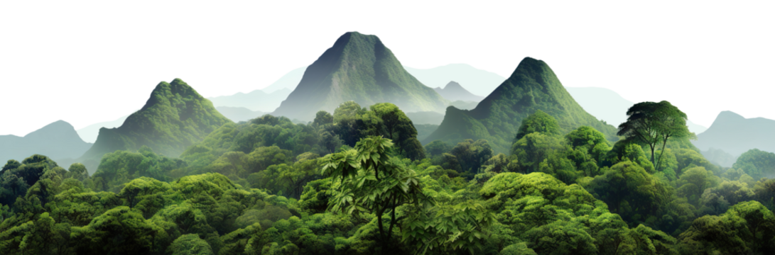 Lush green tropical rainforest landscape with misty mountains at dawn, cut out