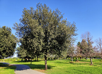 An evergreen holly oak tree in a park in a sunny winter day. Oak trees symbolize strength, endurance, power, ancient wisdom and longevity,