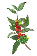 Coffee line art line drawing Hand-drawn coffee tree branches. illustration for coffee shops, cafes, and restaurants.