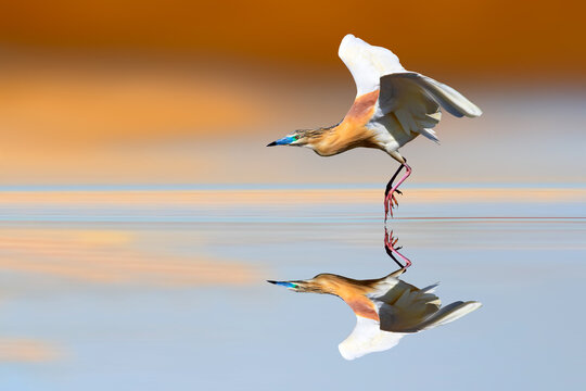 Flying heron. Colorful nature background. Squacco Heron.