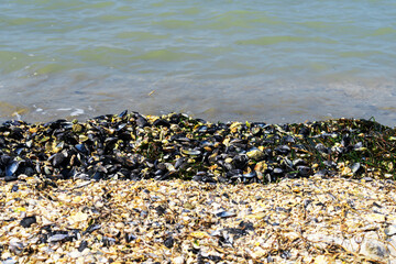 Small broken cockleshells on beach. Close up of mussels near the sea shore