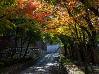 Quiet narrow alley near Tofukuji temple with autumn colors - Kyoto, Japan
