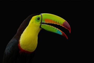 Keel-billed Toucan portrait against black background, detail