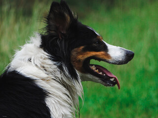Portrait of Sheep herding dog border collie