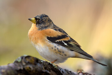 Male Brambling (fringilla montifringilla) posing on old branch in soft warm light
