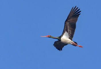Black stork (ciconia nigra) fast flying in very blue sky with wide spreaded wings 