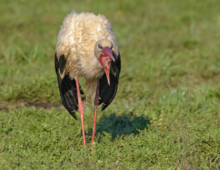 Adult White stork (Ciconia ciconia) swallows earthworm on short grass field 