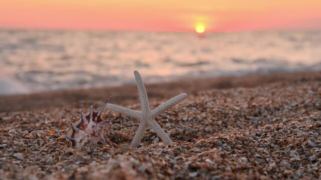 Shell and starfish on the seashore against the backdrop of sunset. Romantic evening sunset.