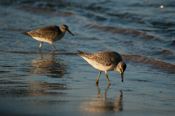 Biegusy rdzawe na gdańskiej plaży.