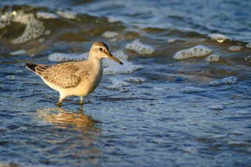 Biegus rdzawy na gdańskiej plaży.