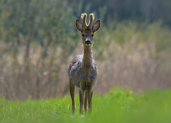 Young Male Roe (capreolus capreolus) deer ready for fight on green grass field in hot summer day 