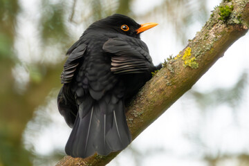 Aufgeplusterte Amsel im Baum