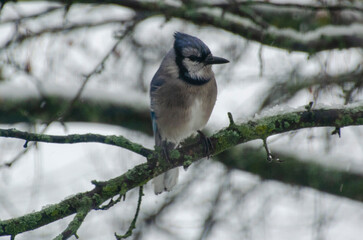 Blue Jay