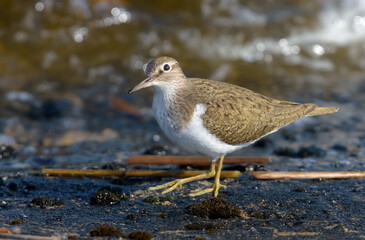 Common sandpiper (Actitis hypoleucos) slow walks on water edge near a shore in wavy day 