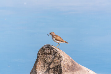 Common sandpiper, Actitis hypoleucos, resting lake shore under raindrops.