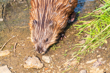Portrait of a muskrat, ondatra zibethicus, rodent found in wetlands
