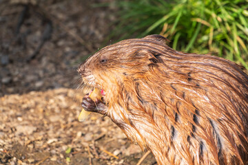 Wild animal Muskrat, Ondatra zibethicuseats, eats on the river bank