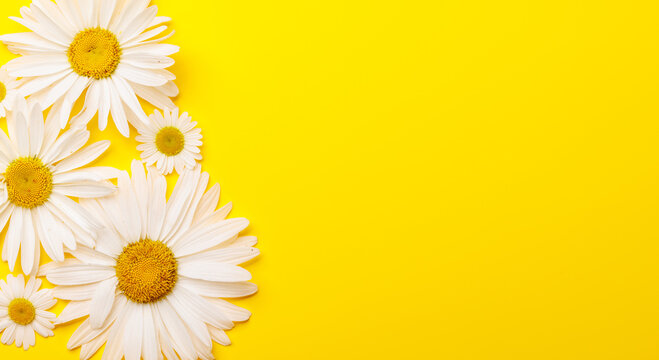 Garden blossom flower heads on yellow background
