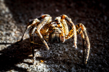 Spider