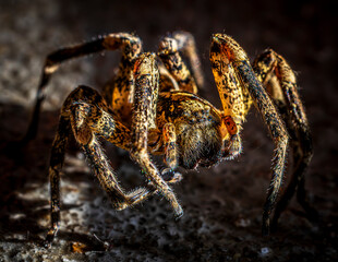Spider