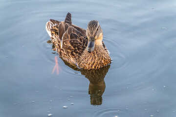 Cute little duckling swimming alone in a lake or river with calm water