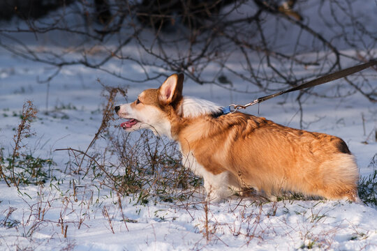 Small Pembroke Welsh Corgi puppy walks on a leash in the snow on a sunny winter day. Happy little dog. Concept of care, animal life, health, show, dog breed