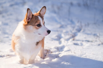 Small Pembroke Welsh Corgi puppy walks in the snow on a sunny winter day. Close-up, looking to the side. Happy little dog. Concept of care, animal life, health, show, dog breed